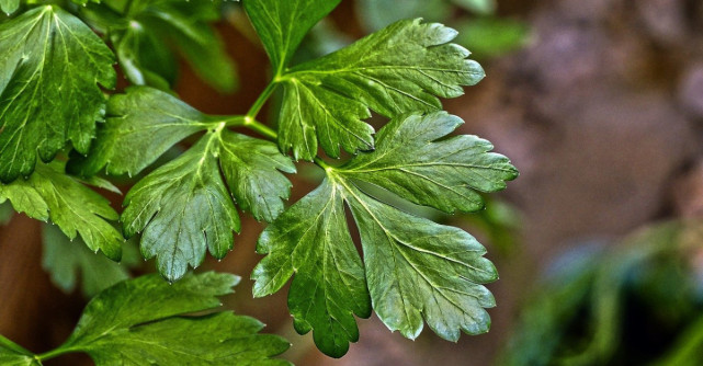 7 alimente bogate in luteolina, compusul care combate inflamatiile si anxietatea