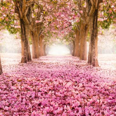 Tot ce trebuie sa stii despre terapia cu flori