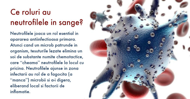 Neutrofile scazute sau neutrofile crescute: cum sa interpretezi analizele de sange