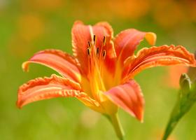 Top 5 flori perene de grădină care îți înfrumusețează spațiul