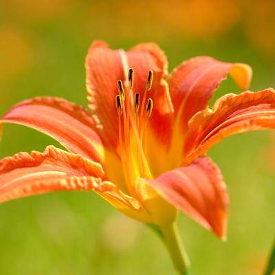 Top 5 flori perene de grădină care îți înfrumusețează spațiul