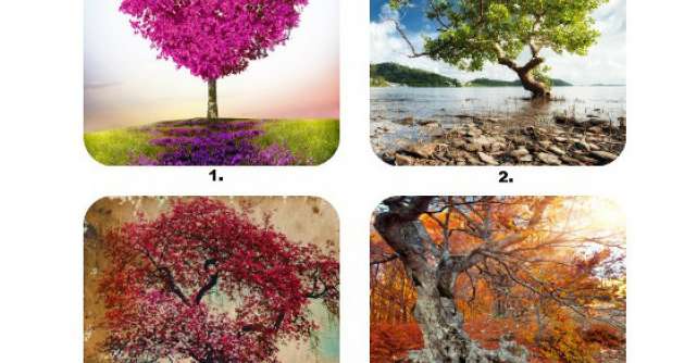 Testul celor 6 copaci de poveste! Afla ce personalitate ai