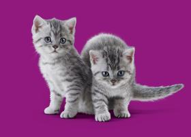 Pe 8 August sărbătorim Ziua Internațională a Pisicii.Whiskas invită iubitorii de feline să descopere cele mai importante sfaturi
