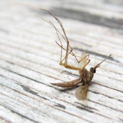 Cum ne protejam impotriva tantarilor