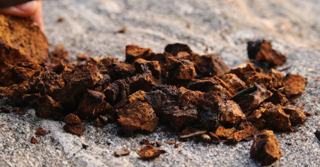 Minunea din Siberia: Ciuperca Chaga și beneficiile sale pentru sănătate