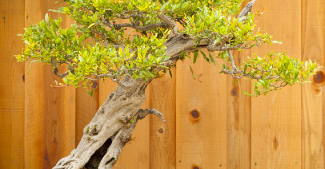 Bonsai: arta de a creste arbori in miniatura