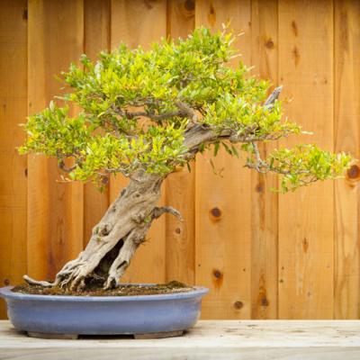 Bonsai: arta de a creste arbori in miniatura