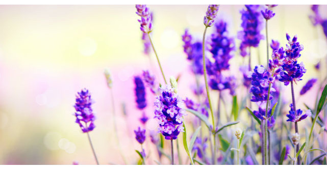 Ne parfumeaza viata si vindeca aproape 100 de boli. Despre ce floare miraculoasa e vorba 