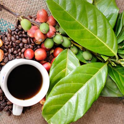Impactul cafelei asupra performanței sportive