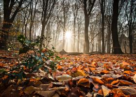 Cum alegi un parfum pentru sezonul de toamnă