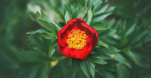 15 mai – Ziua Bujorului Românesc 🌺 Floarea-simbol a României