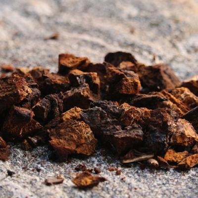Minunea din Siberia: Ciuperca Chaga și beneficiile sale pentru sănătate