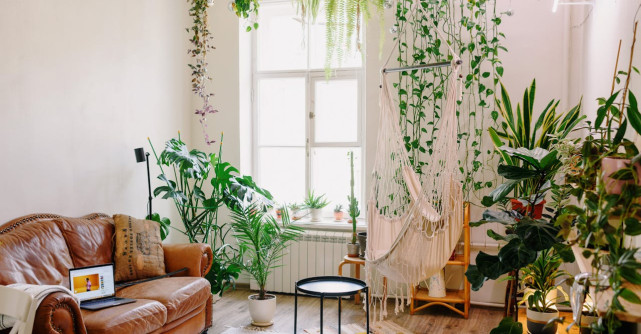 Verde viu care vindecă: Plantele de apartament care transformă și purifică energia casei