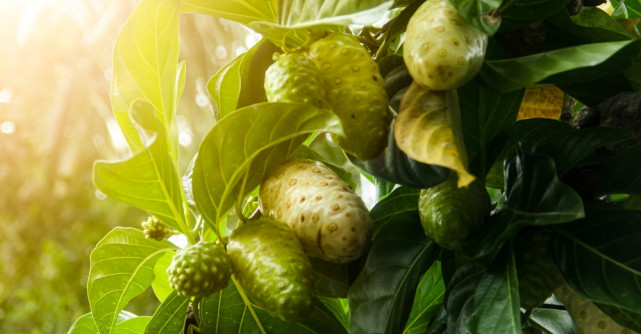 Noni - fructul minune din Pacific. Uite cum te poate ajuta