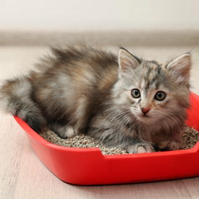 Cum alegi litiera potrivită pentru pisica ta? Tipuri și sfaturi utile de la Petpal 