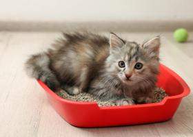 Cum alegi litiera potrivită pentru pisica ta? Tipuri și sfaturi utile de la Petpal