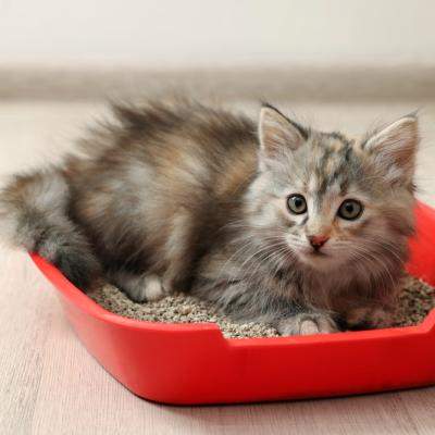 Cum alegi litiera potrivită pentru pisica ta? Tipuri și sfaturi utile de la Petpal 