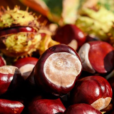 Aliați ai organismului pentru o imunitate puternică: dovleacul, castanele, nucile și berea consumată cu moderație