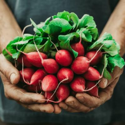 Farmacia verde. Ridichile, cel mai bun medicament de primavara