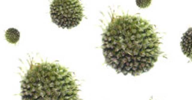 Cine a adus sifilisul in Europa?