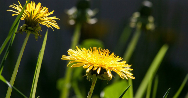 De ce ar fi bine să consumi păpădie în această primăvară?