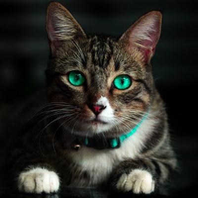 Despre animalele de companie: Pisica, un terapeut in casa ta