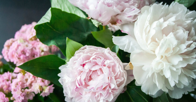 Lucruri nestiute despre bujori