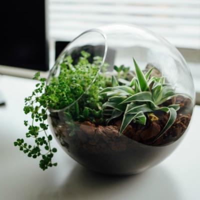 4 decorațiuni cu plante naturale pe care n-ai cum să nu le iubești!