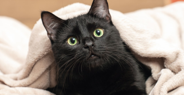 250+ nume de pisici băieți/fete. Alege numele ghemotocului tău! 