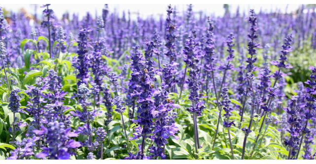 Iarba sfanta, remediul pomenit in Biblie, care vindeca ranile, calmeaza durerea si detoxifiaza