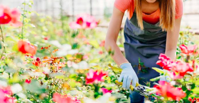 Ghidul complet de taiere corectă a trandafirilor 