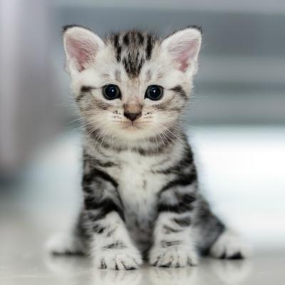 Lectii de viata pe care le-am invatat de la pisica mea