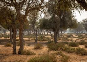 La umbra arborelui Ghaf – Inima verde a deșertului din Ras Al Khaimah
