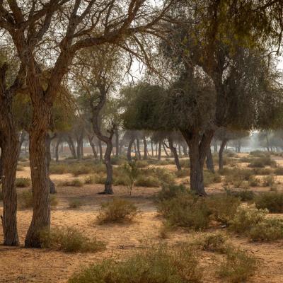 La umbra arborelui Ghaf – Inima verde a deșertului din  Ras Al Khaimah