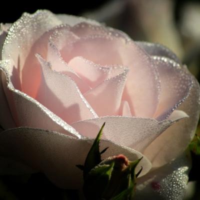 Apa de trandafiri: 8 beneficii pentru piele, păr și corp