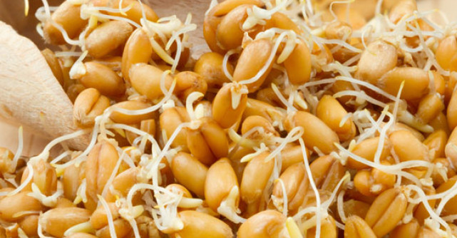 Germenii - Miracol detoxifiant si remediu exceptional pentru slabit si vindecare