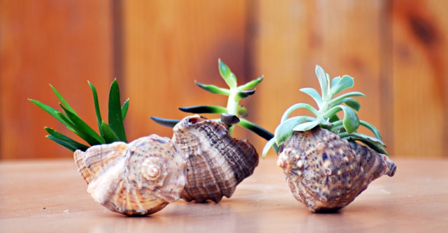 Noutati din IarmaROc: Gradina Zanelor ofera aranjamente din plante si muschi stabilizati