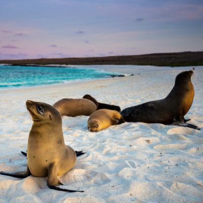 Animale sălbatice în habitatul natural: Top 5 locații pentru vacanțe greu de uitat