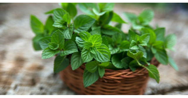 Planta care vindeca 100 de boli. Afla ce poti trata cu ea