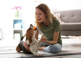 Ce trebuie să ai în casă pentru animalul tău? Jocuri, accesorii și produse de îngrijire