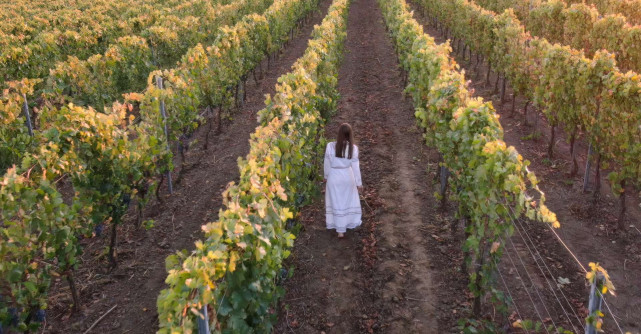 Vinul, ca o simfonie a naturii