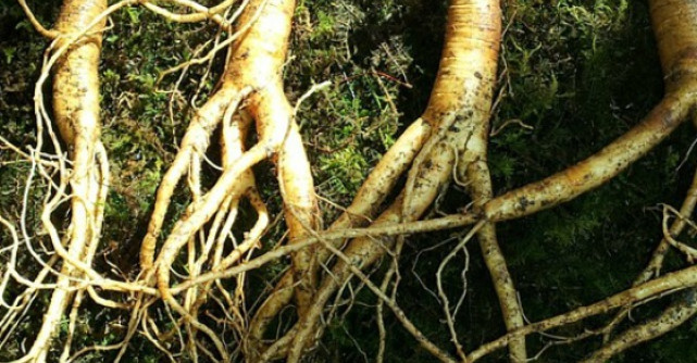 Ginsengul - secretul tineretii fara batranete