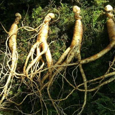 Ginsengul - secretul tineretii fara batranete