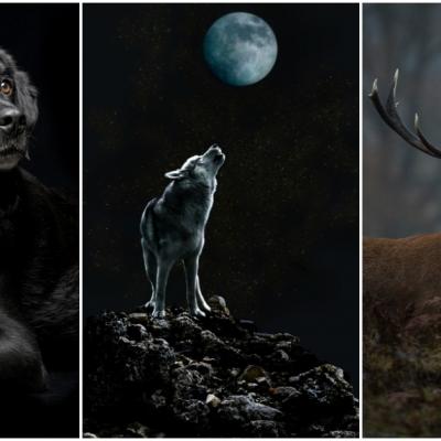 Alege un animal din imaginile de mai jos și află ce spune asta despre tine