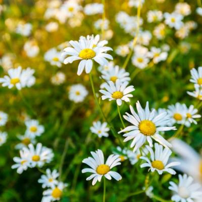 Planta-minune care te ajuta sa scapi de mirosul de transpiratie