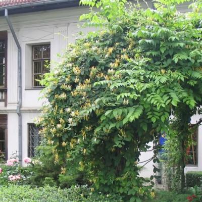 Muzeul Theodor Pallady se redeschide de astăzi
