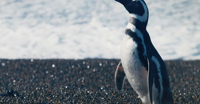 DinDim, prietenul meu pinguin – o poveste plină de emoție și farmec, inspirată din întâmplarea adevărată care a uimit mapamondul