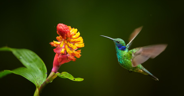 Vibratia saptamanii: DORINȚĂ și COLIBRI 