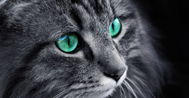 Lumea, așa cum n-ai mai văzut-o: așa funcționează vederea la mai multe animale