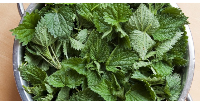 Retete cu urzici: pentru o primavara in forta